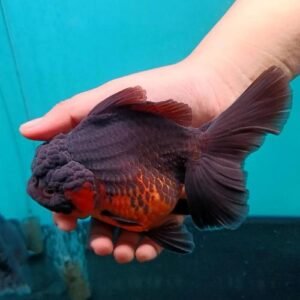 Black Gold Oranda Goldfish