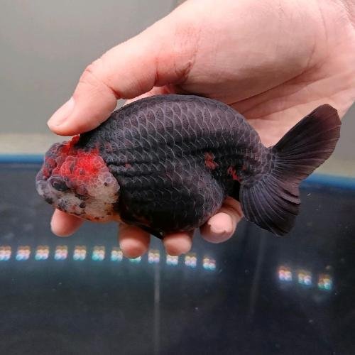 Tricolor Ranchu Goldfish