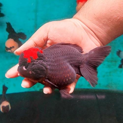 Tricolor Oranda Goldfish