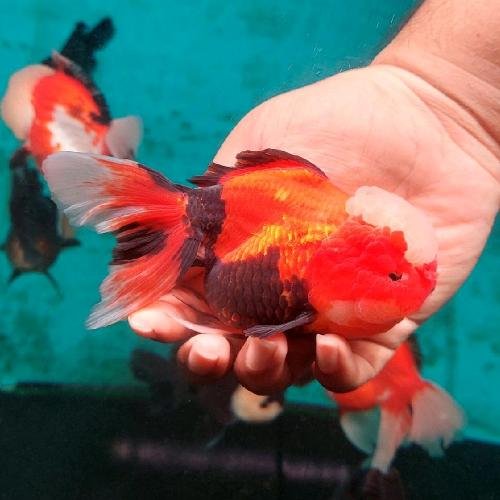 Tricolor Oranda Goldfish
