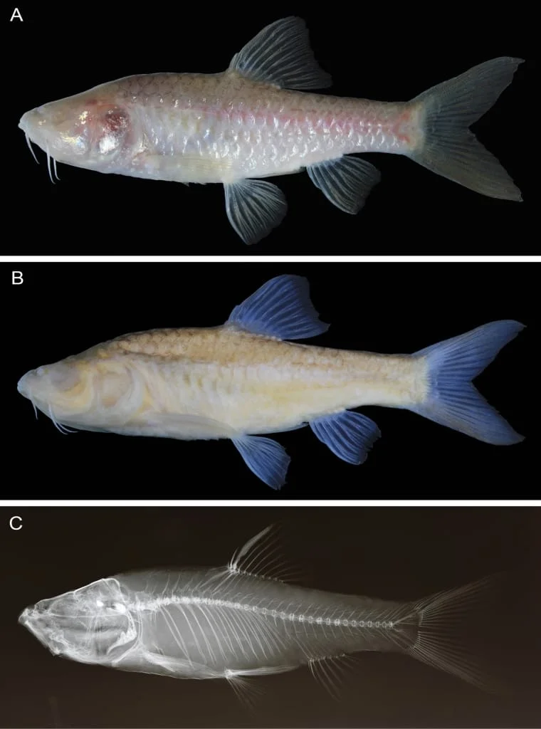 Barbodes klapanunggalensis