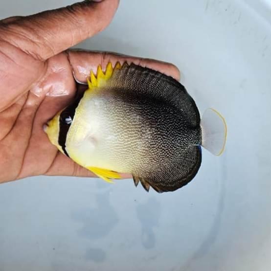 Chaetodontoplus poliourus Chaetodontoplus poliourus