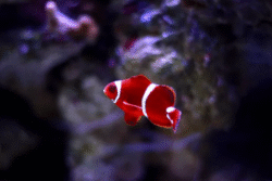 Marine fish Marine fish