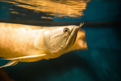 Predatory & tank mates Predatory & tank mates