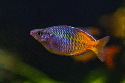 Rainbowfish Rainbowfish