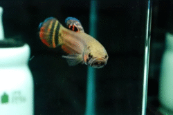 Wild betta Wild betta