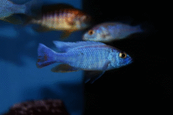 African cichlids Cichlids