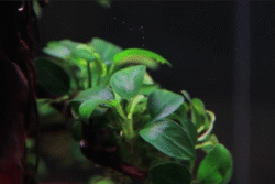 Aquatic plants Aquatic plants