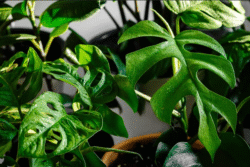 Ornamental plants Ornamental plants