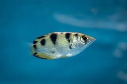 Brackish fish wholesale exporter