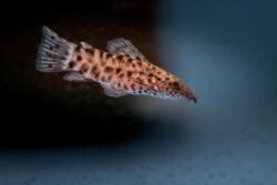 Freshwater catfish wholesale exporter