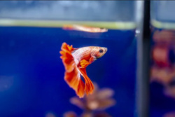 Buy wholesale betta fish online