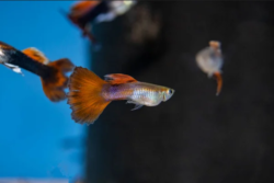 Guppy fish wholesale exporter