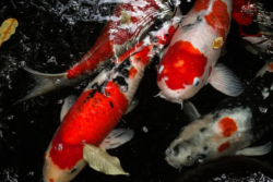 Koi wholesale exporter
