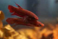 Wild betta wholesale exporter