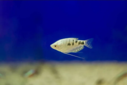 Gourami fish wholesale exporter
