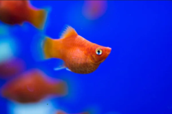Platy fish wholesale exporter