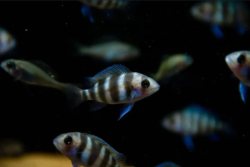 African cichlids wholesale exporter