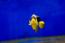 Marine angelfish wholesale exporter