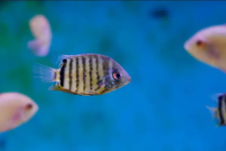 American cichlids wholesale exporter