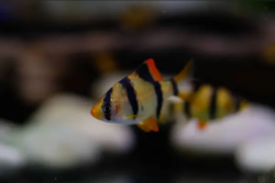 Barbs fish wholesale exporter