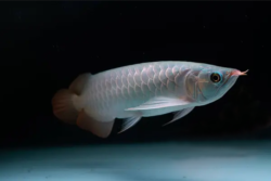 Exotic freshwater fish wholesale exporter