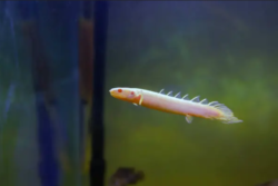 Polypterus bichir wholesale exporter