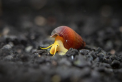 Freshwater snails wholesale exporter