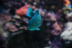 Wrasse fish wholesale exporter