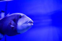 Triggerfish wholesale exporter