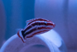 Hogfish wholesale exporter