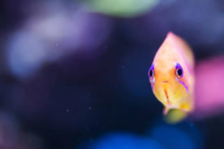 Anthias fish wholesale exporter