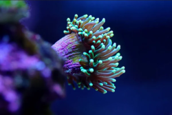 Sea anemone wholesale exporter