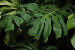 Ornamental plants wholesale exporter